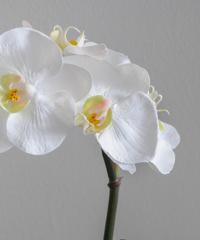 ファレノプシスボタニックM25