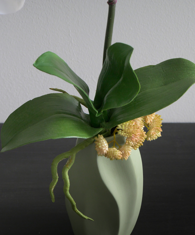 ファレノプシスボタニックM25