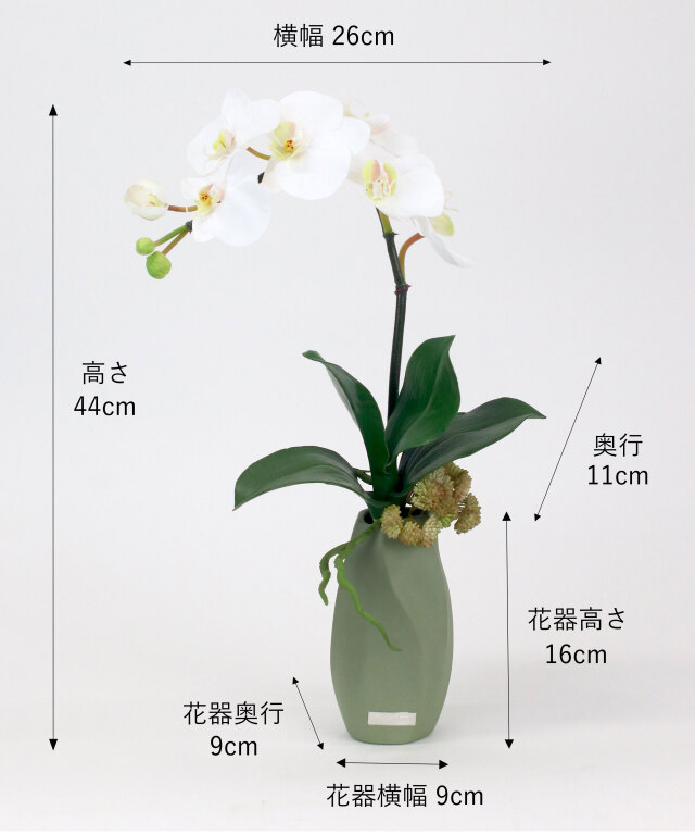 ファレノプシスボタニックM25