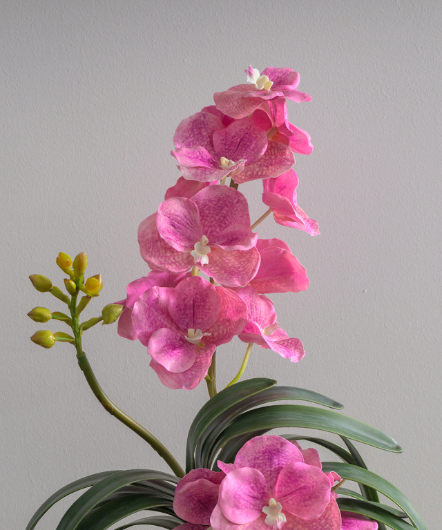 バンダボタニックL25pk-a