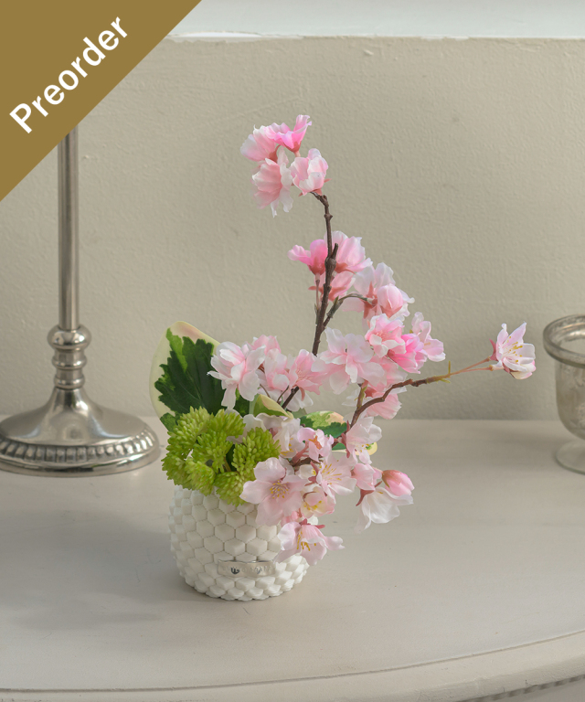 【先行予約】サクラS26