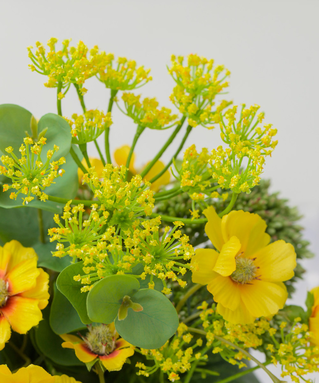 コレオプシスL25