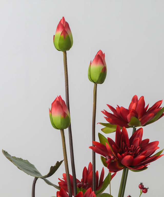 ロータス2XL25-rd