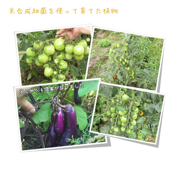 法人限定・光合成細菌18L 【送料無料】【お届け先、個人名不可】