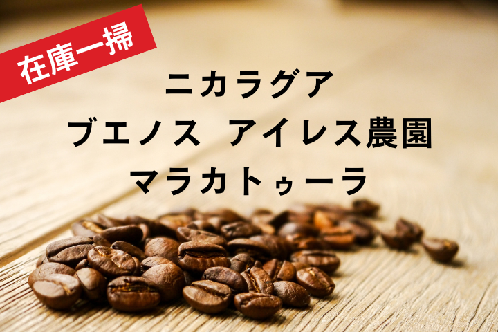 (★在庫一掃★) ニカラグア　ブエノス　アイレス農園　マラカトゥーラ / コーヒー豆