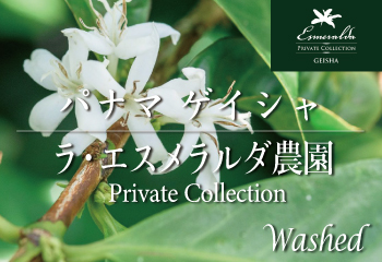 パナマ ゲイシャ