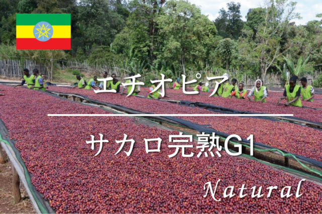 エチオピア　サカロ G1完熟　(ナチュラル)　/　コーヒー豆