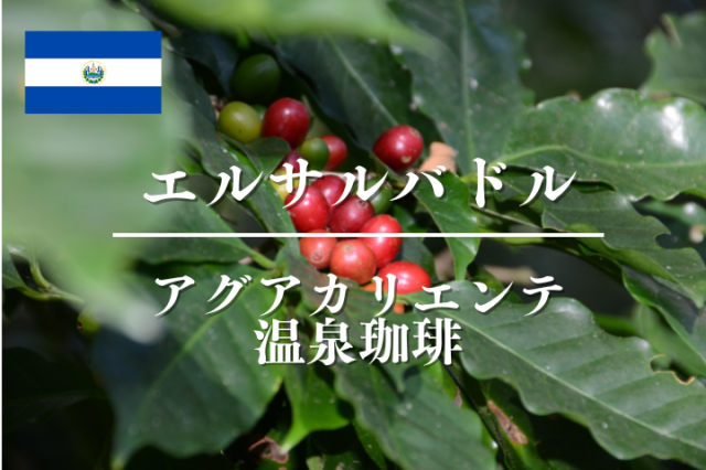 エルサルバドル　アグアカリエンテ　温泉珈琲 ｜コーヒー豆