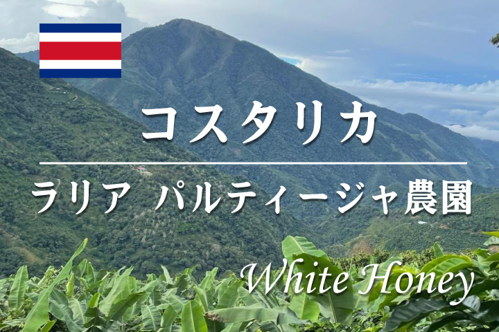 (残少) コスタリカ　ラリア パルティージャ農園(ホワイトハニー)/　コーヒー豆