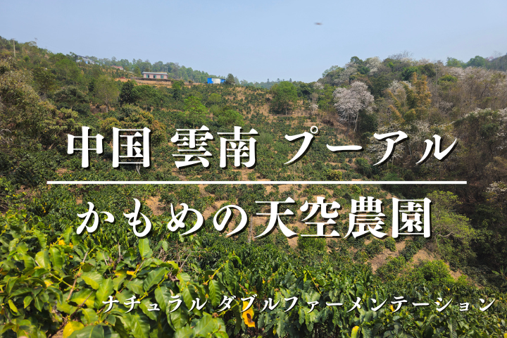 <在庫僅か>中国 雲南 プーアル かもめの天空農園 (ナチュラル ダブルファーメンテーション)/　コーヒー豆