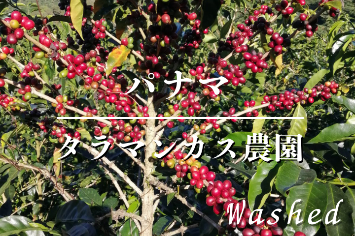 パナマ タラマンカス農園  ウォッシュ/　コーヒー豆