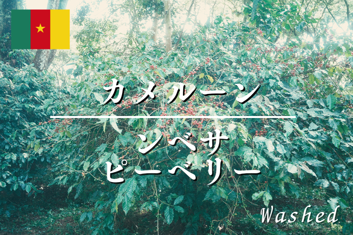 【完売】カメルーン ンベサ ピーベリー (ウォッシュ G1)  /コーヒー豆