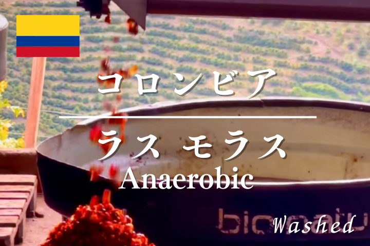 コロンビア  ラス モラス アナエロビックウォッシュ ｜コーヒー豆