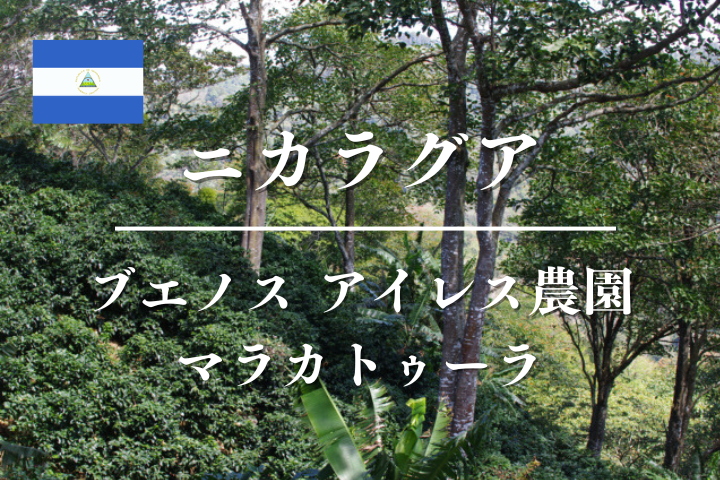 ニカラグア　ブエノス　アイレス農園　マラカトゥーラ / コーヒー豆