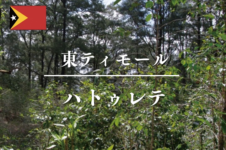 東ティモール　ハトゥレテ｜コーヒー豆