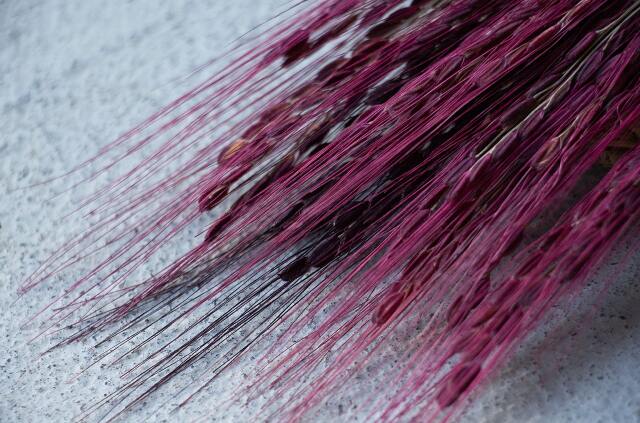 山から福がおりてくる しめ飾り 鯉目御縁（赤）（こいめごえん あか）