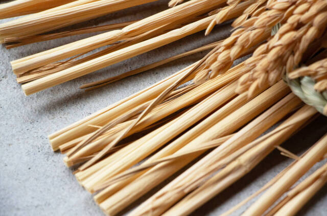 山から福がおりてくる しめ飾り 末広出芽繁栄