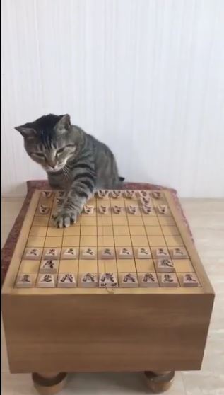 将棋