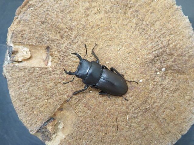 アマミコクワガタ（奄美大島笠利）特大ペア（オス32ｍｍ、メス27mm）/小っちゃくて可愛い♪2025年最新羽化！