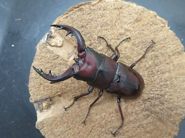 【赤タイプ】トクノシマノコギリクワガタ（徳之島徳之島町）特大ペア（オス65mm、メス32mm）/2026年最新羽化！新成虫に付き動きも鈍く、エサもまだ食べていません。