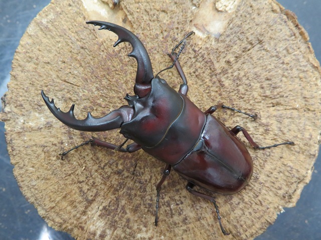 オキナワノコギリクワガタ（沖縄県国頭村）超特大ペア（オス72mm、メス35mm）/希少サイズ！スーパーレッド！！2025年最新羽化！新成虫に付き、動きが鈍くまだエサも食べていません。【写真の個体をお届け】