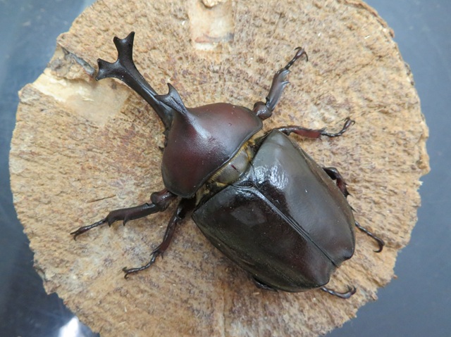 訳あり特価！ヤクシマカブトムシ（屋久島宮之浦）超特大ペア（オス72mm、メス45mm）/希少サイズ！2025年最新羽化！完全個別飼育！【写真の個体をお届け】