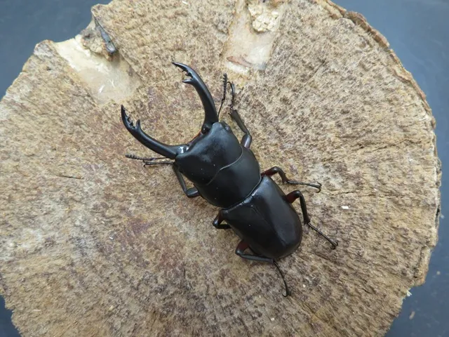 ワイルド！天然アカアシクワガタ（宮崎県椎葉村）特大ペア（オス48ｍｍ、メス29mm）/赤い足が特徴！2025年最新採集！【今なら写真の個体をお届け】