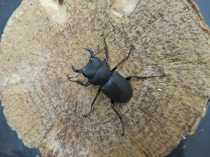 ワイルド！天然キュウシュウヒメオオクワガタ（宮崎県椎葉村）大型ペア（オス32ミリ、メス29ミリ）/激レア！九州山地の秘宝！2025年最新採集！【写真の個体をお届け】