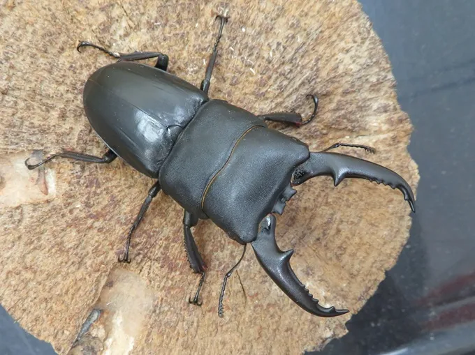 国産ヒラタクワガタ（熊本県益城町）超特大ペア（オス68mm、メス38mm）/迫力の大型個体！2025年最新羽化！【今なら写真の個体をお届け】