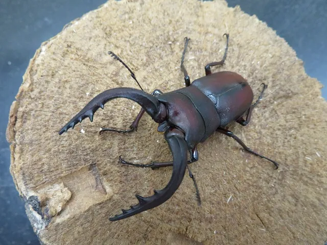 ワイルド！天然ノコギリクワガタ（福岡県うきは）大型ペア（オス60mm、メス29mm）/森の水牛！2025年夏の最新採集！