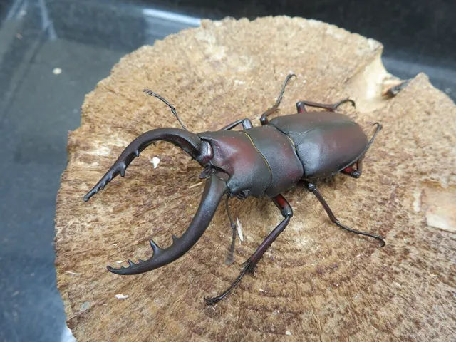 ワイルド！天然ノコギリクワガタ（福岡県うきは）特大ペア（オス63mm、メス30mm）/2025年夏の最新採集！