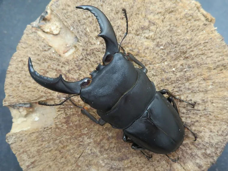 オキナワヒラタクワガタ（沖縄県伊平屋島）超特大ペア（オス66mm、メス39mm）/激レア伊平屋島産！2025年最新羽化！
