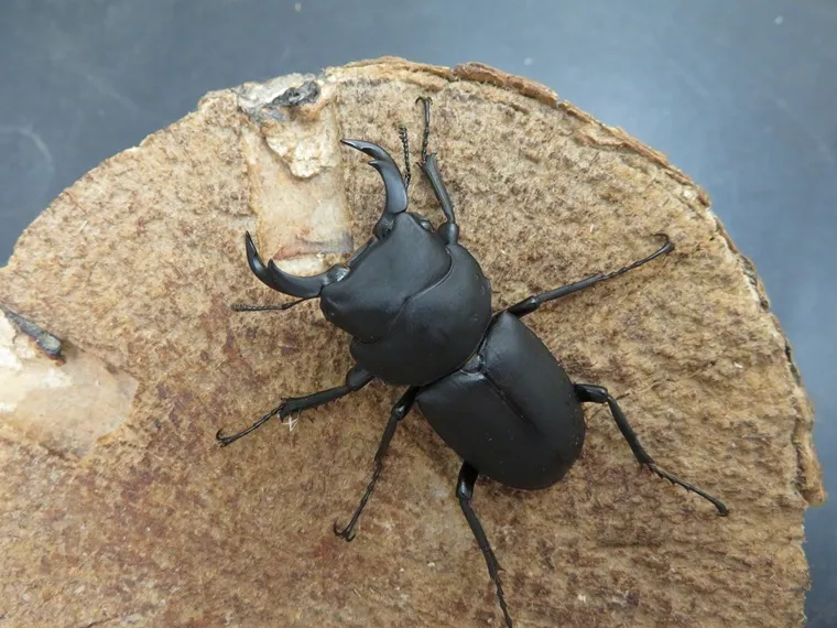 ワイルド！天然キュウシュウヒメオオクワガタ（熊本県八代市）超特大ペア（オス44ミリ、メス35ミリ）/激レア！九州山地の秘宝！2025年10月の最新採集！【写真の個体をお届け】