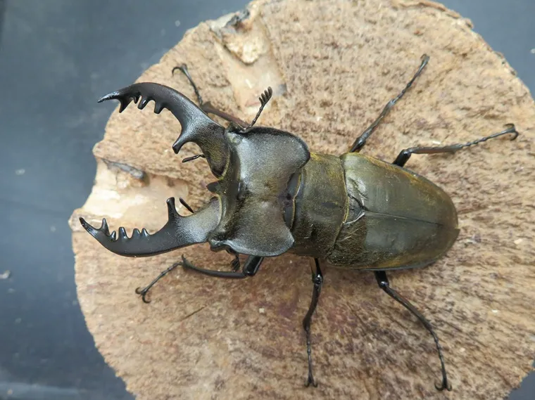 ちょい訳あり！国産ミヤマクワガタ（宮崎県日南市）超特大ペア（オス74mm、メス41mm）/2025年最新羽化！新成虫に付き動きも鈍く、またエサも食べていません。【写真の個体をお届け】