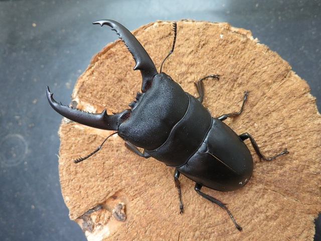 ゴトウヒラタクワガタ（五島列島小値賀島）超特大ペア（オス75mm、メス40mm）/迫力のサイズ！大アゴが長くてカッコいい！2022年最新羽化！【写真の個体をお届け】