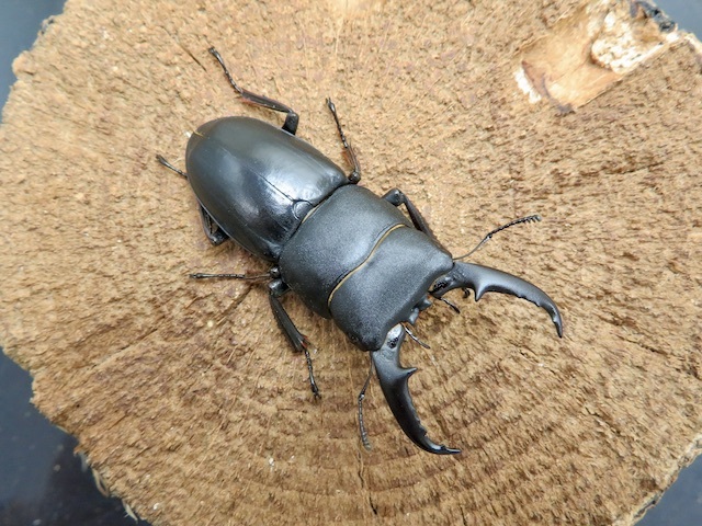 国産ヒラタクワガタ（熊本県益城町）大型ペア（オス50mm、メス30mm）/お子様の飼育にも最適！2022年最新羽化！