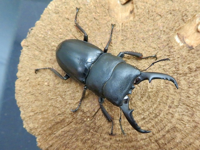 国産ヒラタクワガタ（熊本県益城町）大型ペア（オス53mm、メス30mm）/お子様との飼育にも最適！2024年最新羽化！