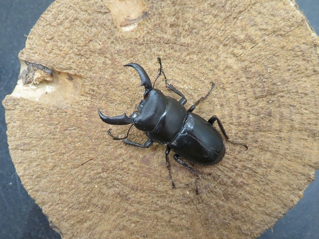 ワイルド！天然オキナワヒラタクワガタ（沖縄県大宜味村）お手頃サイズのペア（オス40mm、メス23mm）/2024年秋の最新入荷！