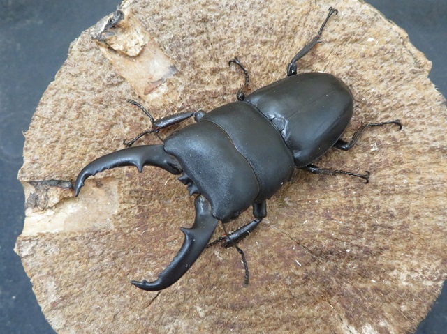 ワイルド！天然ヒラタクワガタ（福岡県うきは）超特大ペア（オス65mm、メス31mm）/希少な65ｍｍオーバー！2024年夏の最新採集！【今なら写真の個体をお届け】