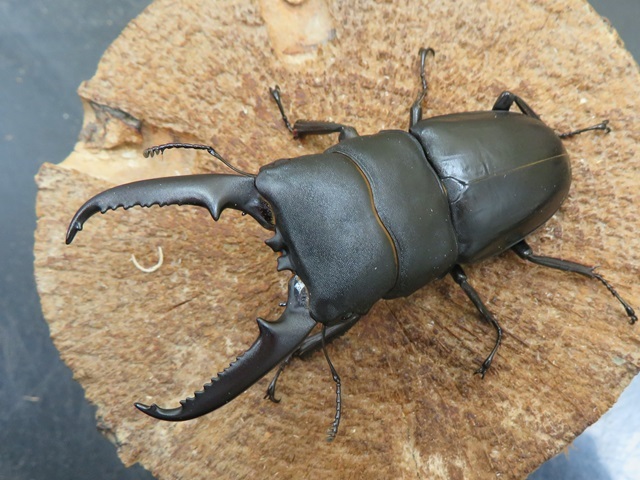 ゴトウヒラタクワガタ（五島列島中通島）超特大ペア（オス75mm、メス40mm）/迫力のサイズ！2024年最新羽化！【写真の個体をお届け】