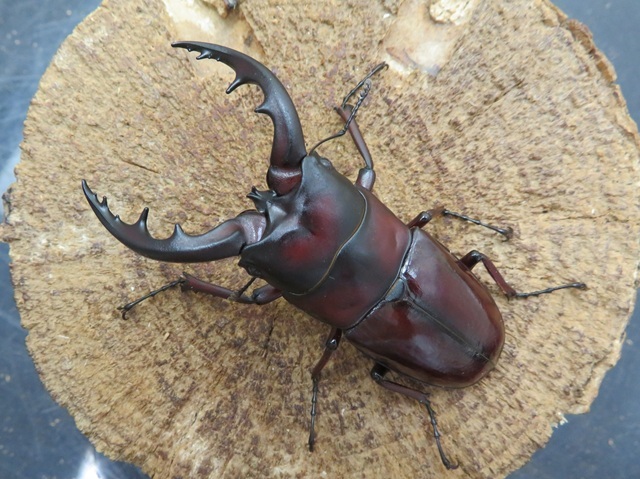 オキナワノコギリクワガタ（沖縄県国頭村）超特大ペア（オス72mm、メス35mm）/希少サイズ！スーパーレッド！！2025年最新羽化！新成虫に付き、動きが鈍くまだエサも食べていません。【写真の個体をお届け】