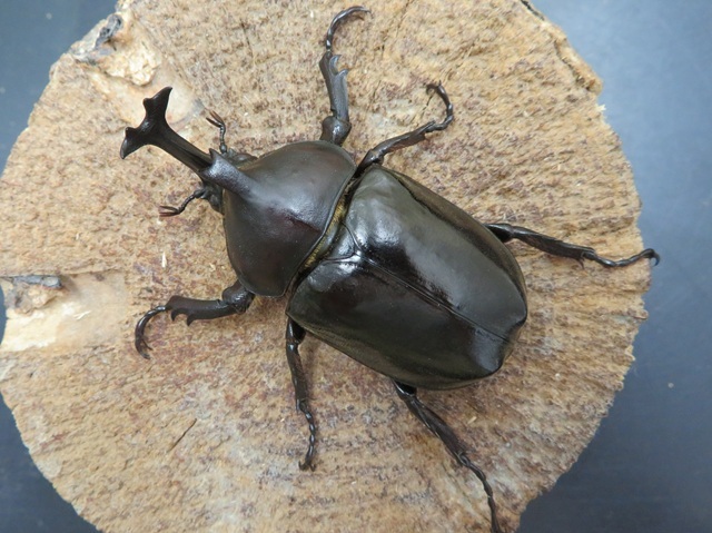 オキナワカブトムシ（沖縄県国頭村）超特大ペア（オス63mm、メス42mm）/激レア！2025年最新羽化！完全個別飼育！【写真の個体をお届け】