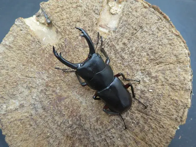 ワイルド！天然アカアシクワガタ（宮崎県椎葉村）特大ペア（オス48ｍｍ、メス29mm）/赤い足が特徴！2025年最新採集！【今なら写真の個体をお届け】