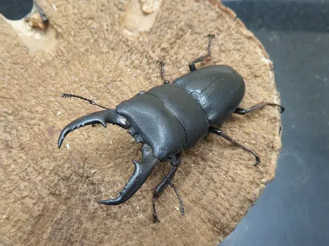 ワイルド！天然ヒラタクワガタ（福岡県うきは市）大型ペア（オス58mm、メス27mm）/2025年夏の最新採集！