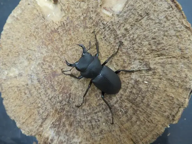 ワイルド！天然キュウシュウヒメオオクワガタ（宮崎県椎葉村）大型ペア（オス32ミリ、メス29ミリ）/激レア！九州山地の秘宝！2025年最新採集！【写真の個体をお届け】
