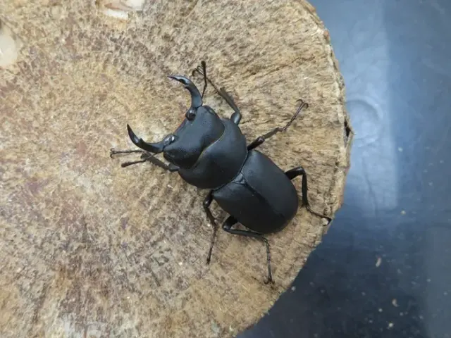 ワイルド！天然キュウシュウヒメオオクワガタ（熊本県八代市）超特大ペア（オス40ミリ、メス30ミリ）/激レア！九州山地の秘宝！2025年最新採集！【写真の個体をお届け】
