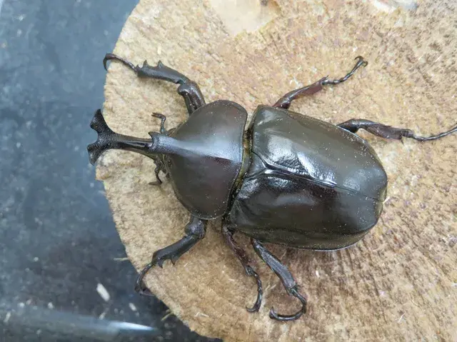 オキナワカブトムシ（沖縄県国頭村）超特大ペア（オス60mm、メス42mm）/激レア！2025年最新羽化！完全個別飼育！