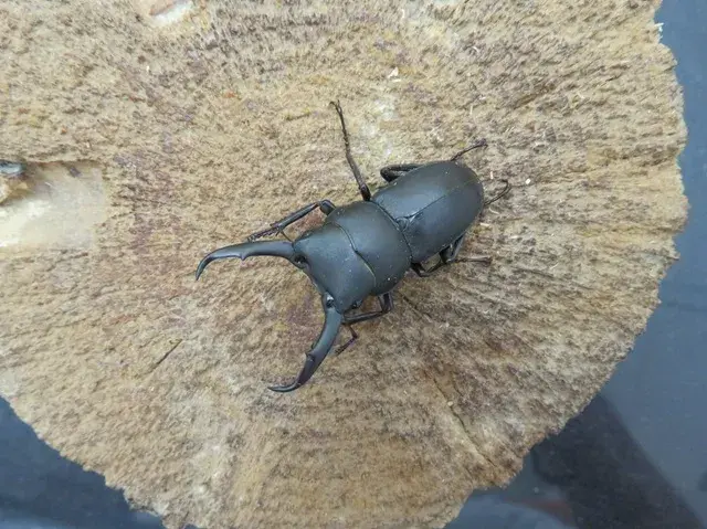ワイルド！天然コクワガタ（熊本県益城町）大型ペア（オス38mm、メス20mm）/ちょこちょこ可愛い♪2025年夏の最新採集！