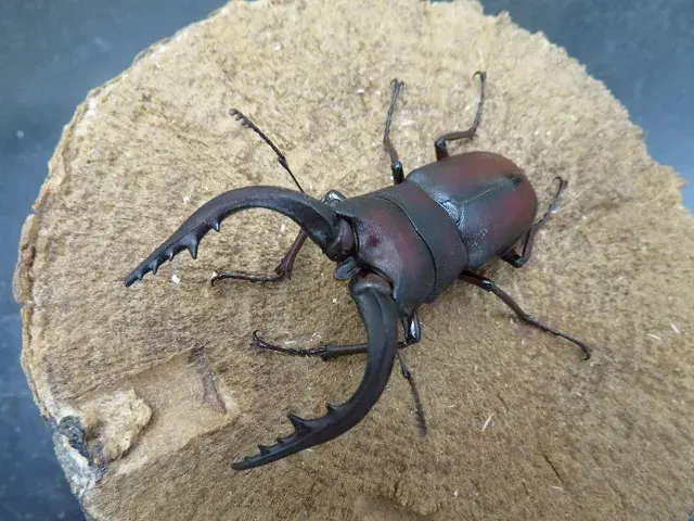 ワイルド！天然ノコギリクワガタ（福岡県うきは）大型ペア（オス60mm、メス29mm）/森の水牛！2025年夏の最新採集！