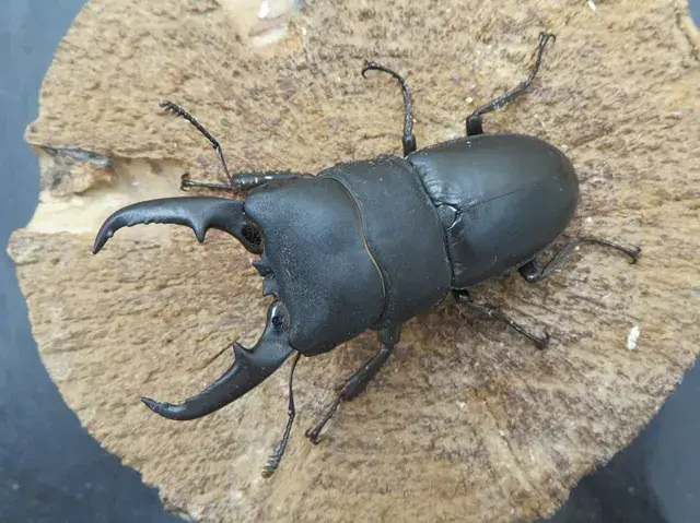 ワイルド！天然ヒラタクワガタ（熊本県益城町）特大ペア（オス63mm、メス29mm）/希少な60ｍｍオーバー！2025年夏の最新採集！